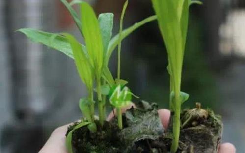 白芨什么時候種植好 白芨種植季節(jié)
