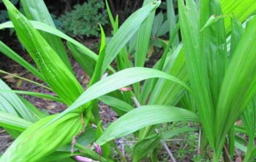 白芨什么時候種植好 白芨種植季節(jié)