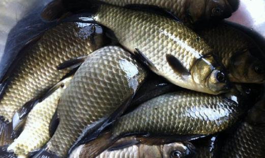鯽魚什么時候有籽 鯽魚幾月有籽