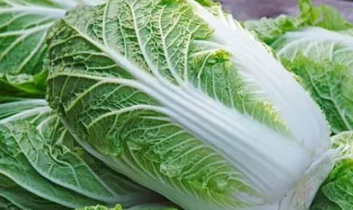 大白菜什么時(shí)候種最合適?大白菜最佳種植時(shí)間