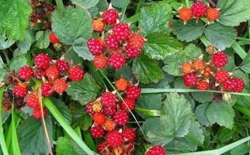 樹莓什么時(shí)候種植 樹莓種植時(shí)間
