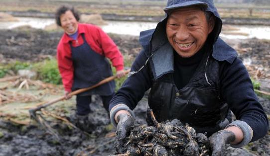 慈菇什么時候種?慈菇什么季節(jié)有