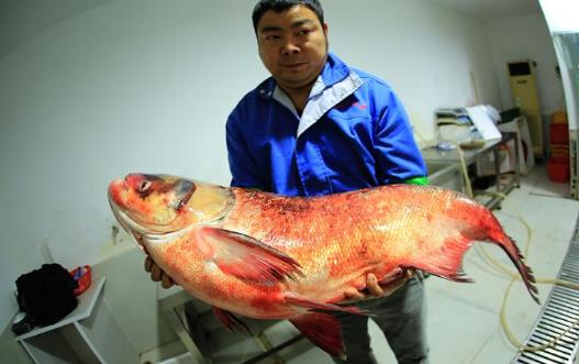 鰱鳙什么時(shí)候好釣 最佳釣鰱鳙時(shí)間