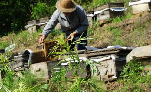椴樹蜜什么時(shí)候喝好?椴樹蜜什么季節(jié)有