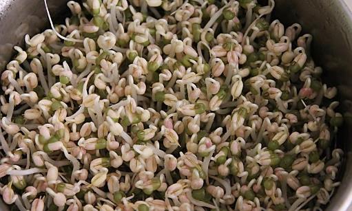 豆芽什么季節(jié)吃?豆芽什么時(shí)候有