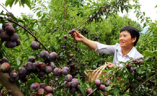 脆紅李什么時(shí)候成熟?脆紅李幾月成熟?