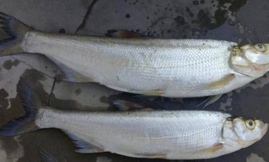 翹嘴魚什么時候好釣 翹嘴魚最佳垂釣時間