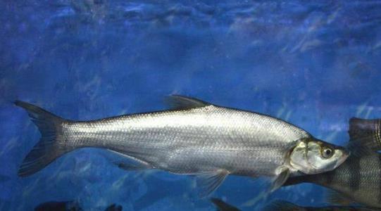 翹嘴魚什么時候好釣 翹嘴魚最佳垂釣時間