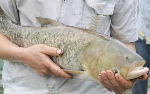 翹嘴魚什么時候好釣 翹嘴魚最佳垂釣時間