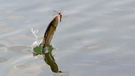 馬口魚什么時(shí)候釣最好 馬口魚最佳垂釣時(shí)間