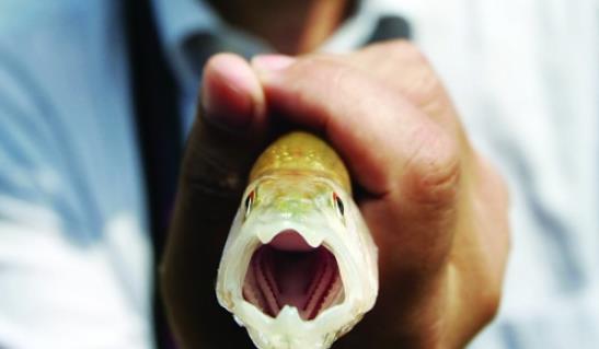 馬口魚什么時(shí)候釣最好 馬口魚最佳垂釣時(shí)間