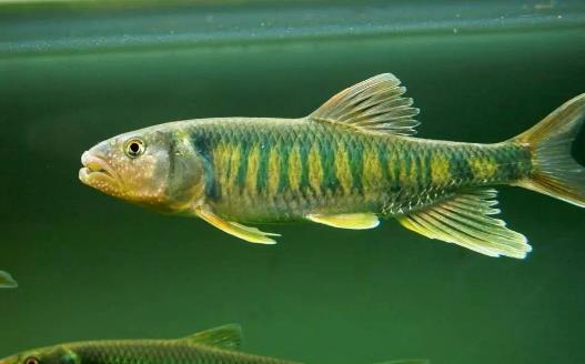 馬口魚什么時(shí)候釣最好 馬口魚最佳垂釣時(shí)間