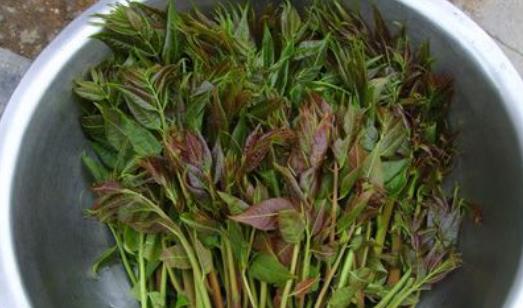 莼菜什么時節(jié)有?莼菜什么時候采摘?