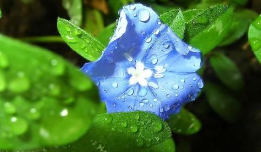 冰草什么時(shí)候種?冰草種植時(shí)間