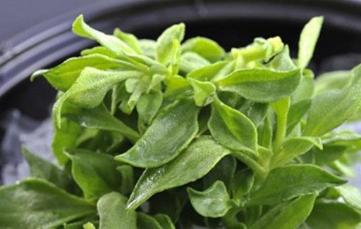 冰草什么時(shí)候種?冰草種植時(shí)間