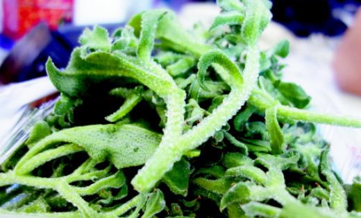 冰草什么時(shí)候種?冰草種植時(shí)間