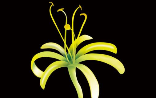 金銀花什么時候采摘最好?金銀花幾月份采摘?
