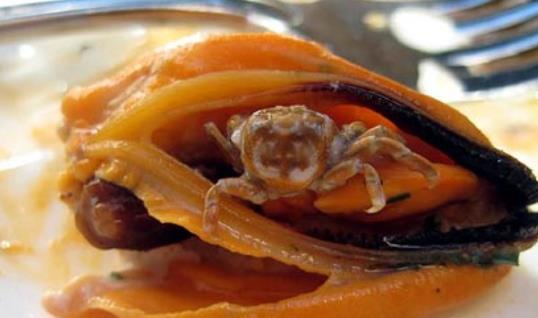 淡菜什么時(shí)候最肥?淡菜什么時(shí)候吃最好?