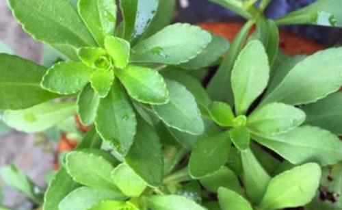 救心菜什么時(shí)候種?救心菜種植時(shí)間