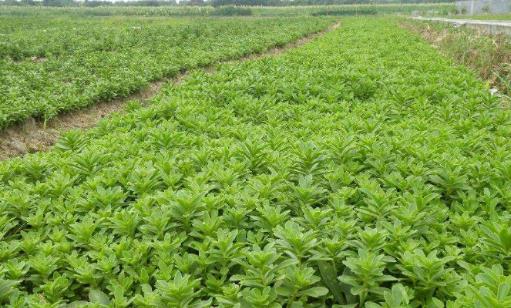 救心菜什么時(shí)候種?救心菜種植時(shí)間