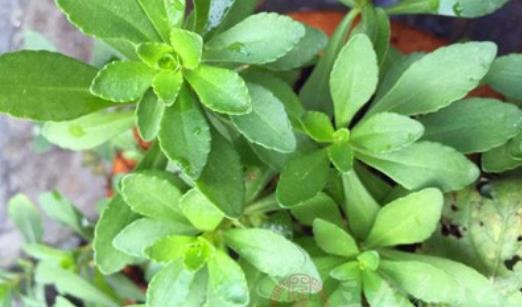 救心菜什么時(shí)候種?救心菜種植時(shí)間