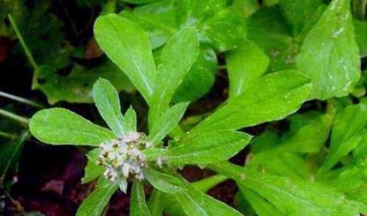 清明菜什么時候有?清明菜什么時候吃?
