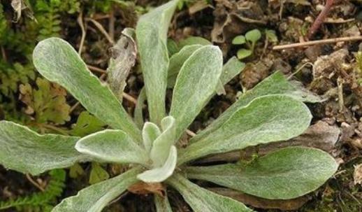 清明菜什么時候有?清明菜什么時候吃?