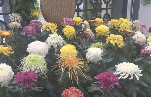 2018唐閘公園菊花展什么時(shí)候開始 唐閘公園菊花展開始時(shí)間