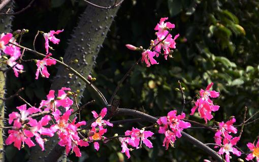 廣東異木棉什么時候能見到 異木棉花期是什么時候