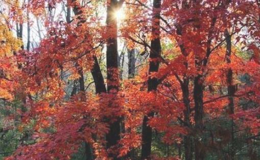 沂源鳳凰山紅葉節(jié)什么時(shí)候開(kāi)始 沂源鳳凰山紅葉節(jié)開(kāi)始時(shí)間