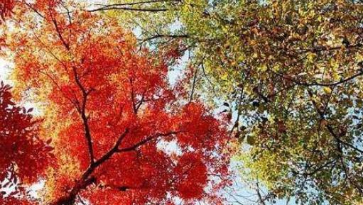 沂源鳳凰山紅葉節(jié)什么時(shí)候開(kāi)始 沂源鳳凰山紅葉節(jié)開(kāi)始時(shí)間
