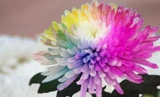 2018肥鄉(xiāng)菊花節(jié)什么時(shí)候開(kāi)幕 肥鄉(xiāng)菊花節(jié)持續(xù)多久時(shí)間