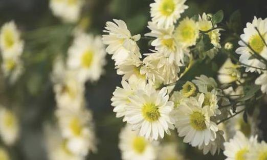 2018肥鄉(xiāng)菊花節(jié)什么時(shí)候開(kāi)幕 肥鄉(xiāng)菊花節(jié)持續(xù)多久時(shí)間