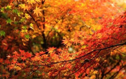 棲霞山楓葉什么時(shí)候紅 棲霞山楓葉變紅時(shí)間