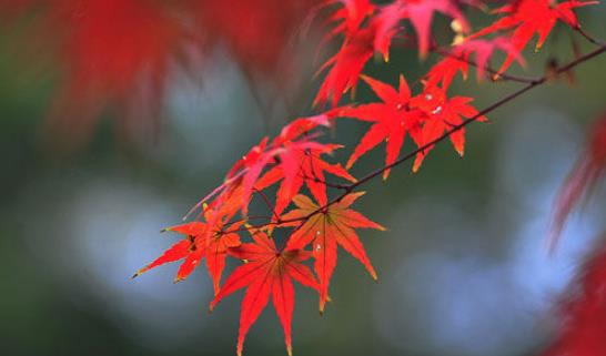 棲霞山楓葉什么時(shí)候紅 棲霞山楓葉變紅時(shí)間