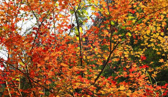 長嶺村看紅葉什么時候去好 長嶺村最佳旅游時間