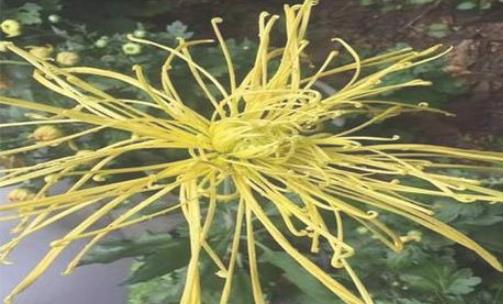 2018浙江桐溪菊花展持續(xù)到什么時候 浙江桐溪菊花展時間