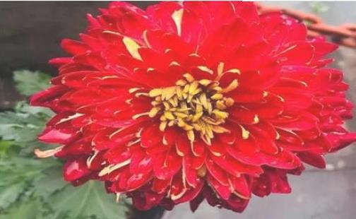 2018浙江桐溪菊花展持續(xù)到什么時候 浙江桐溪菊花展時間