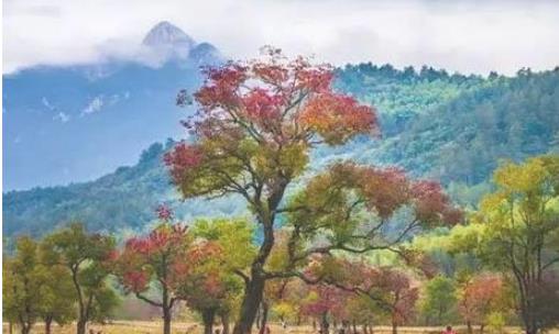 2018羅田紅葉節(jié)是什么時(shí)候 羅田紅葉節(jié)時(shí)間