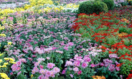 2018南京湖熟菊花展是什么時候 南京湖熟菊花展時間