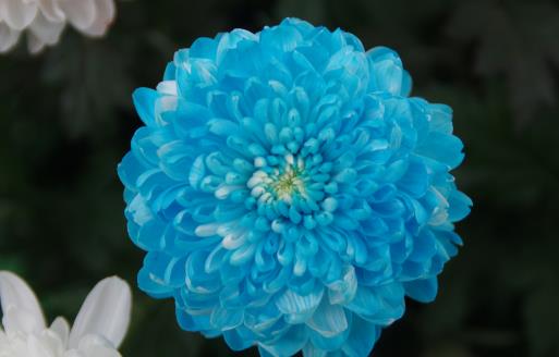 2018南京湖熟菊花展是什么時候 南京湖熟菊花展時間