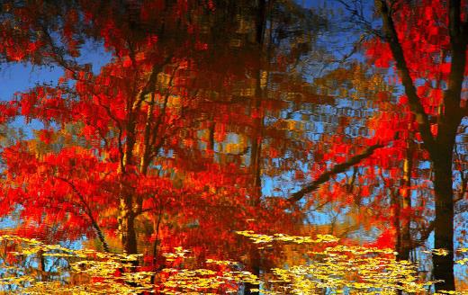 2018上海紅楓節(jié)是什么時(shí)候開始 上海紅楓節(jié)時(shí)間