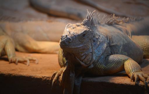 廣州動(dòng)物園開(kāi)放時(shí)間 廣州動(dòng)物園什么時(shí)候開(kāi)放