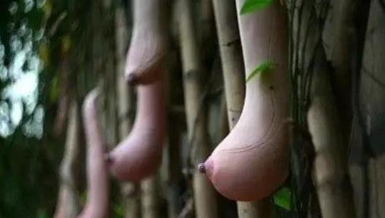 一、越南乳瓜.jpg