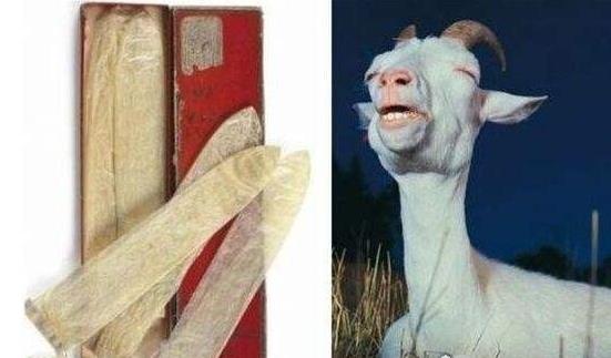 八、避孕套雛形:羊腸.jpg