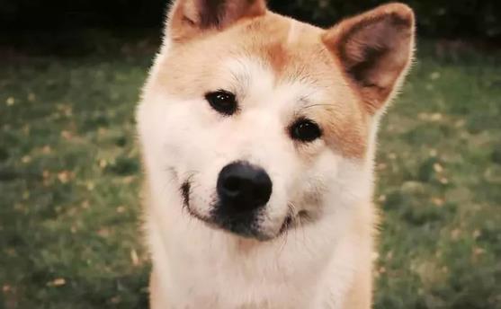 六、《忠犬八公的故事》.jpg