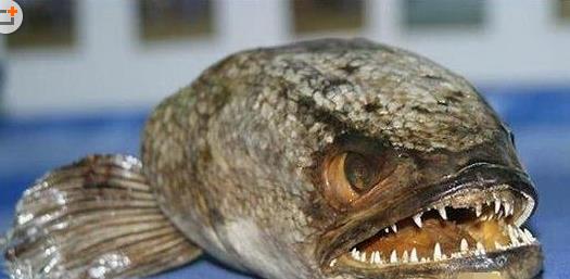 七、蛇頭魚.jpg