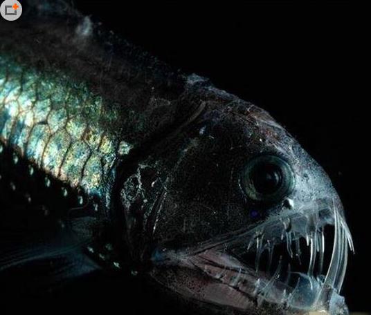 八、蝰魚.jpg