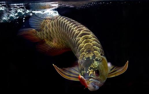 四、龍魚.jpg