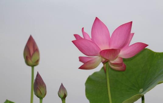四、荷花.jpg